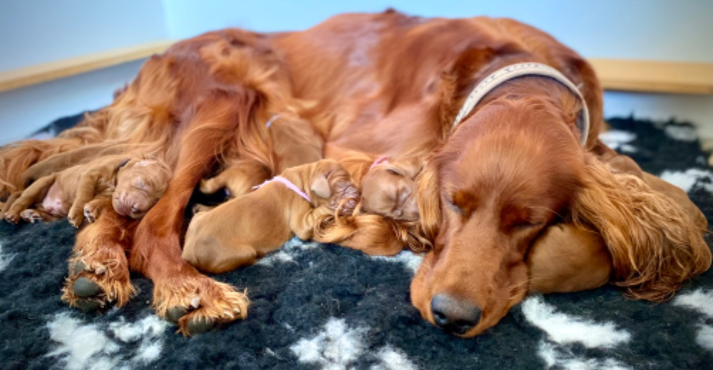 Irish Setter