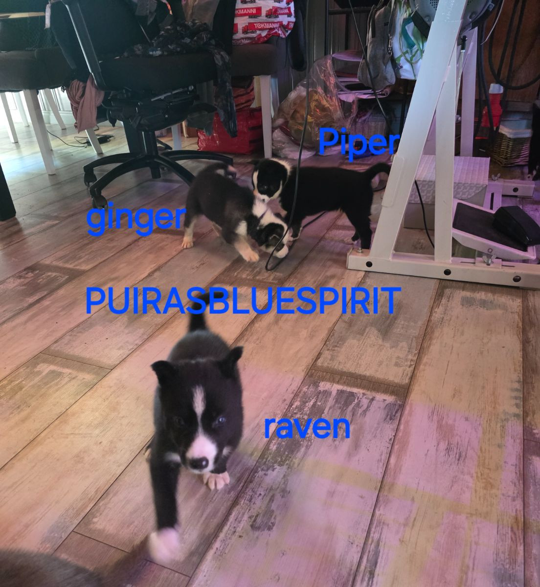 Puirasbluespirit