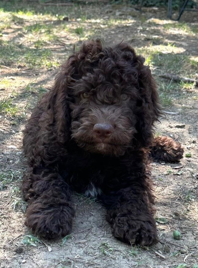 Lagotto Romagnolo