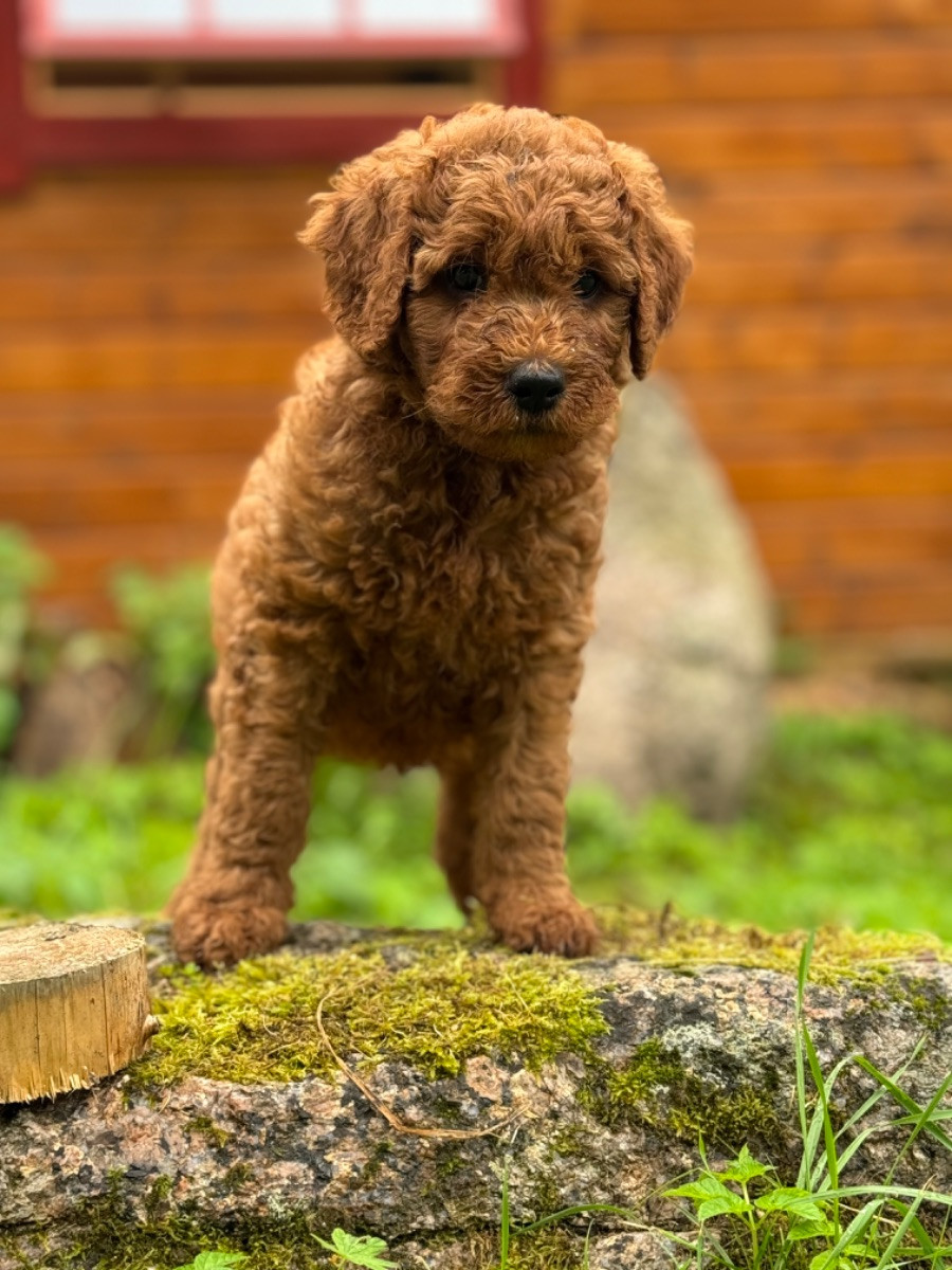 Isadoras Pudel och Cockerpoo
