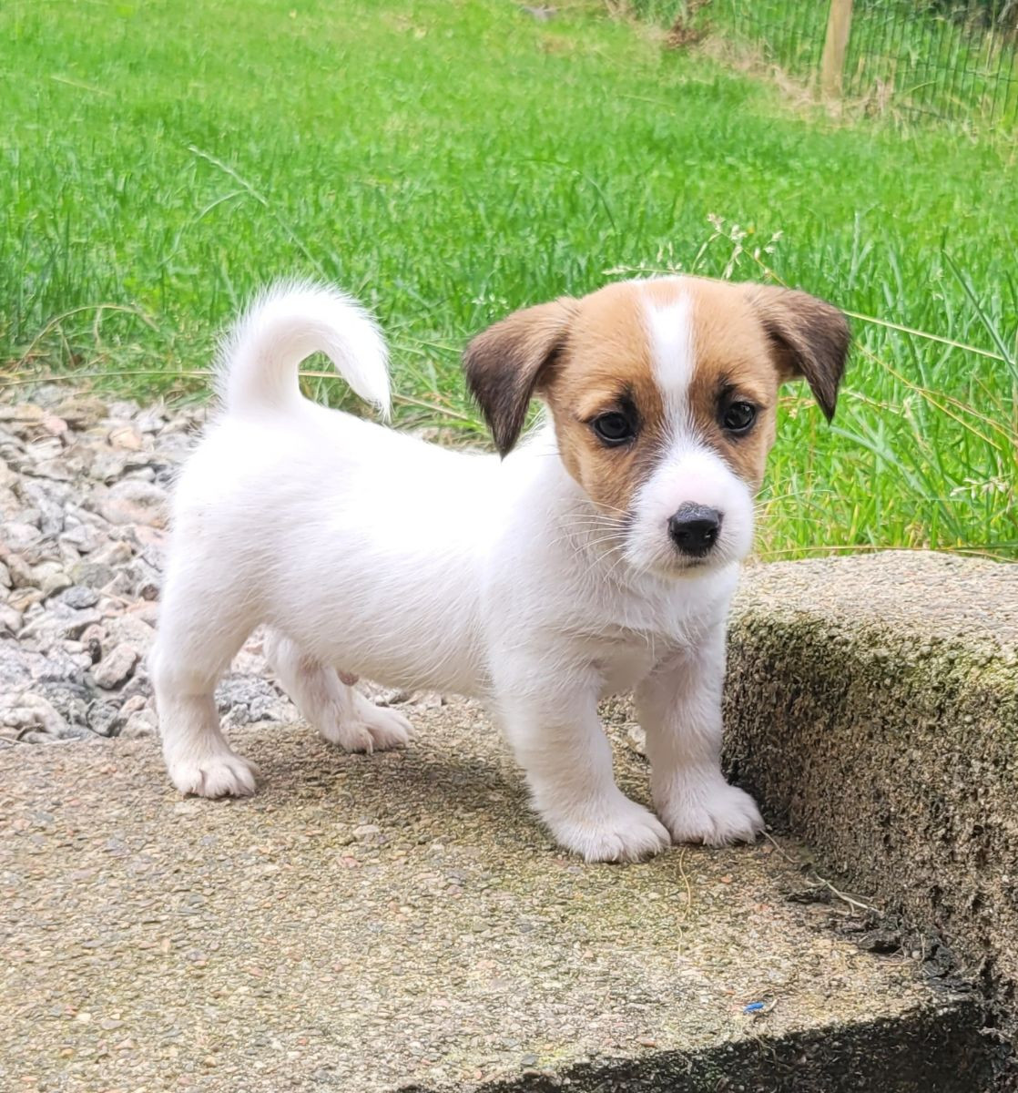 Sheridog