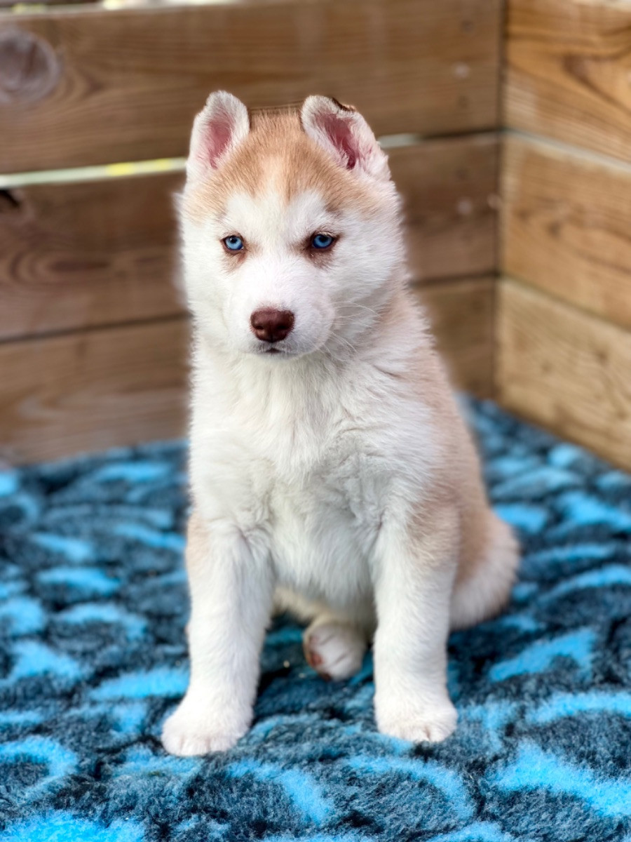 Siberian husky