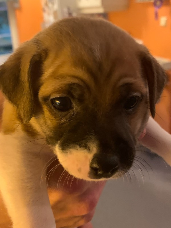 Danish Swedish Farmdog