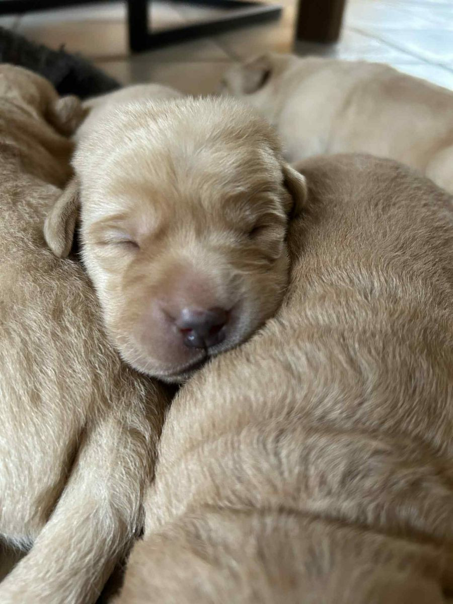 Labrador retriever · 2025-11-29 · ätran · Vagndalas