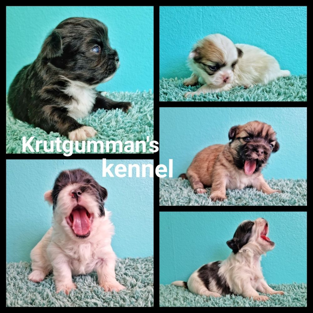 Krutgumman's