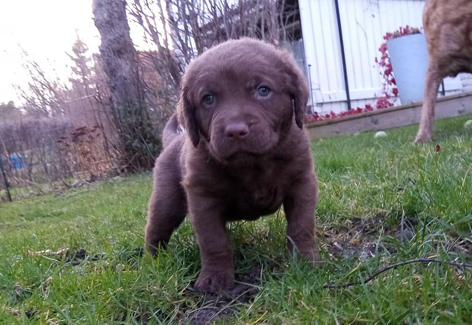 Oak Island Gundogs