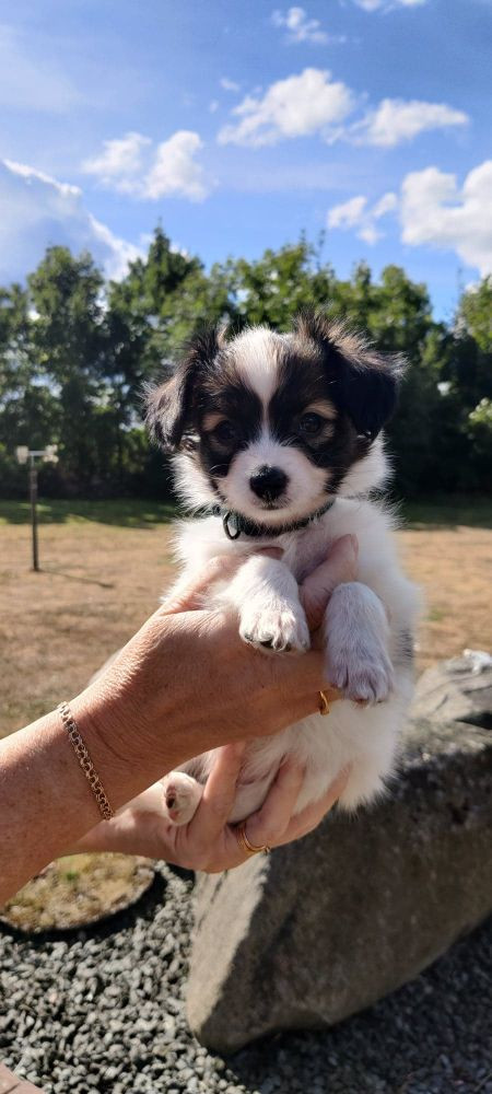 Kelebeks kennel