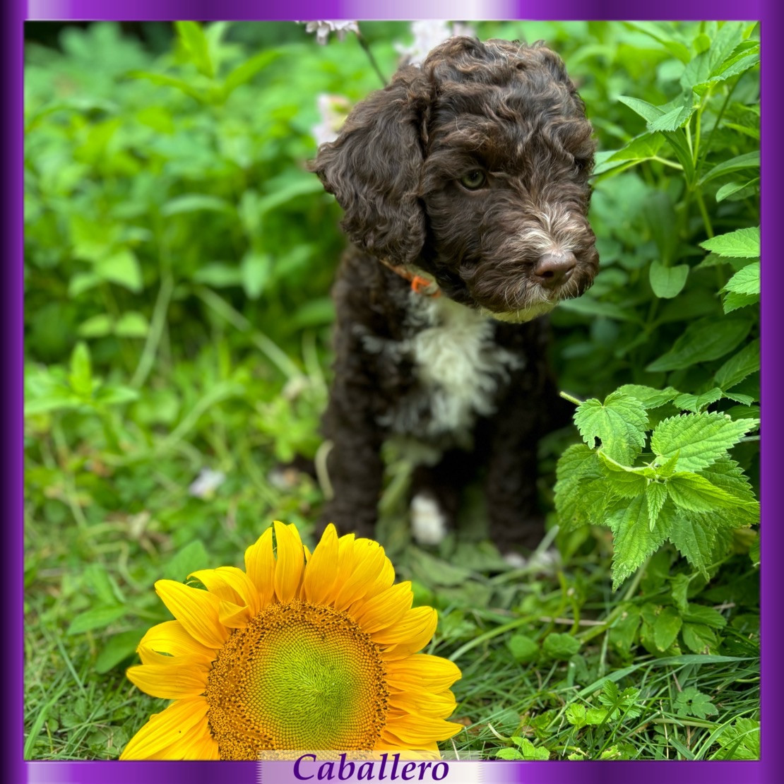 Spanish Water Dog (Perro de Agua Espanol)