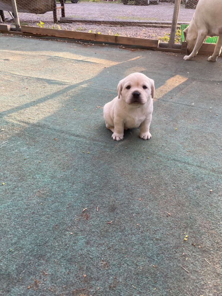 Labtrackdogx