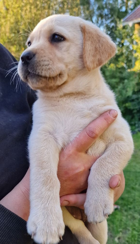 Labrador retriever