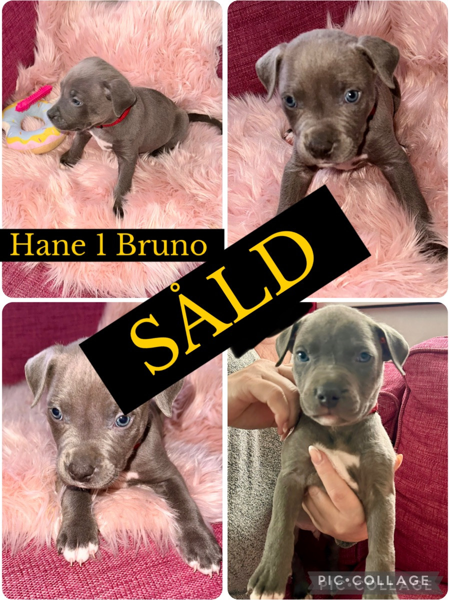 Amstaff BullyXL · 2025-11-27 · Stallarholmen · Anna E.