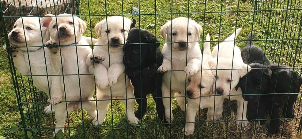 Labrador retriever