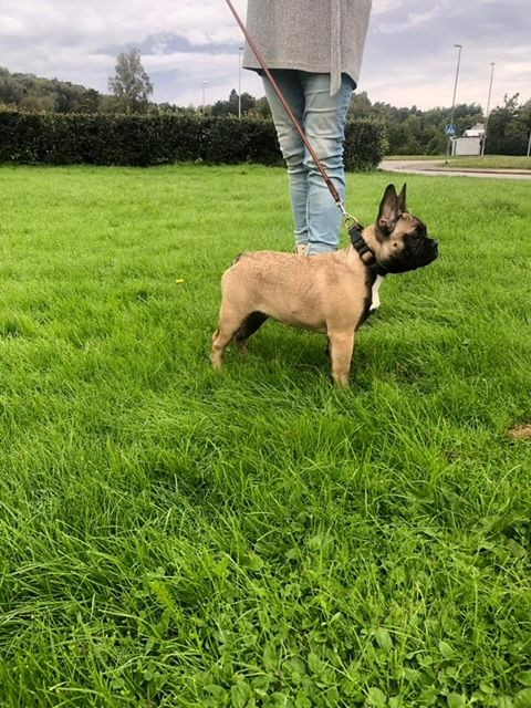 Wild shiro´s kennel