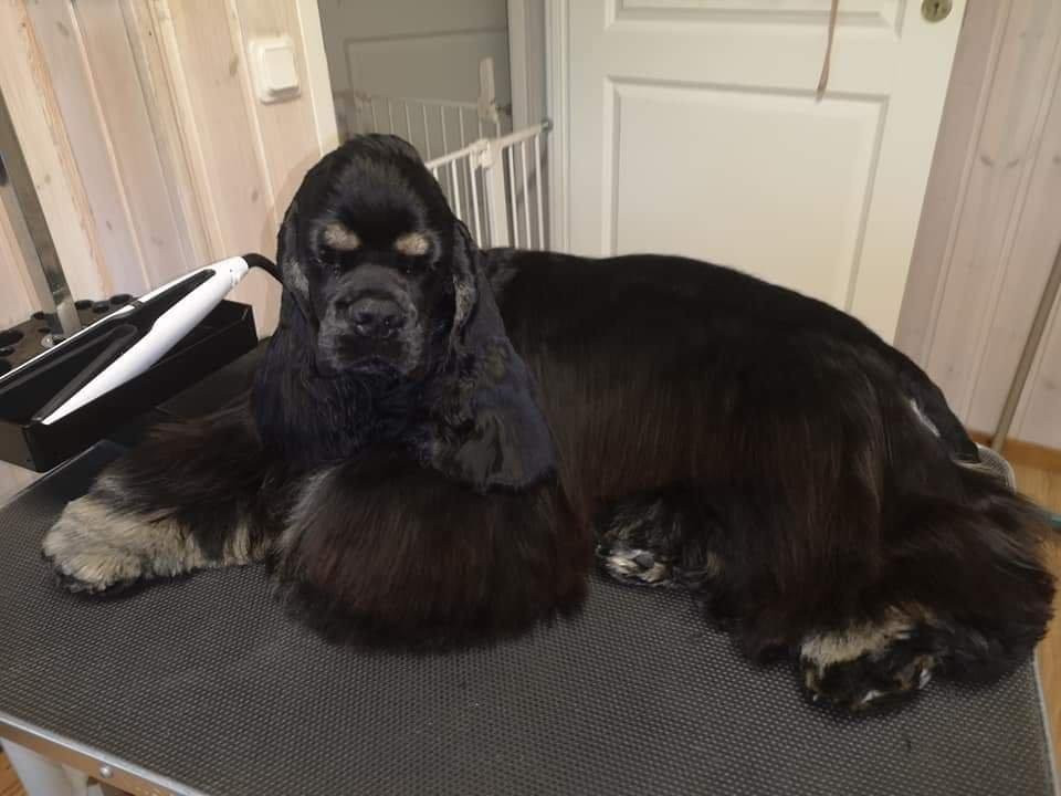 American Cocker Spaniel