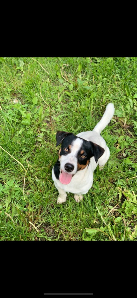 Jack russell terrier