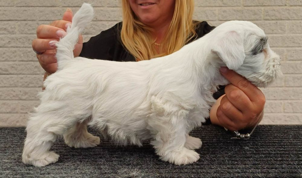 Sealyham terrier