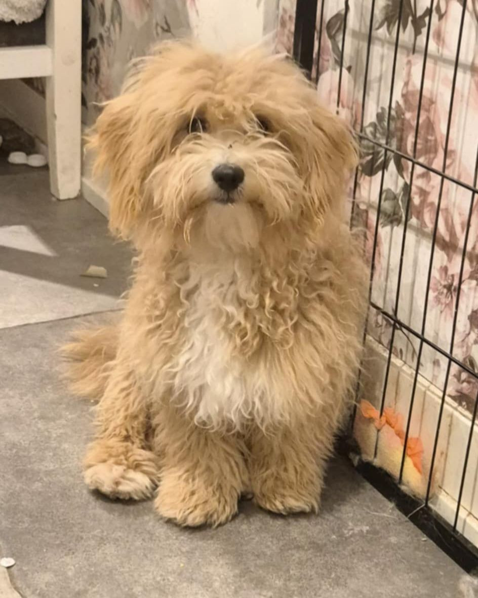 Cavapoo · 2025-05-24 · Enköping · Elin K.