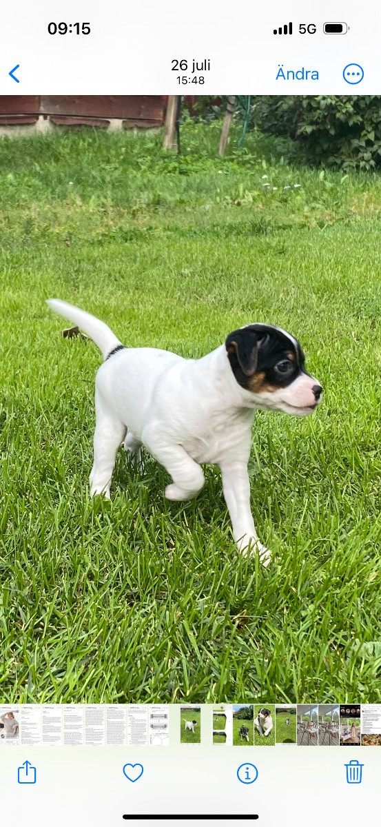 Danish Swedish Farmdog