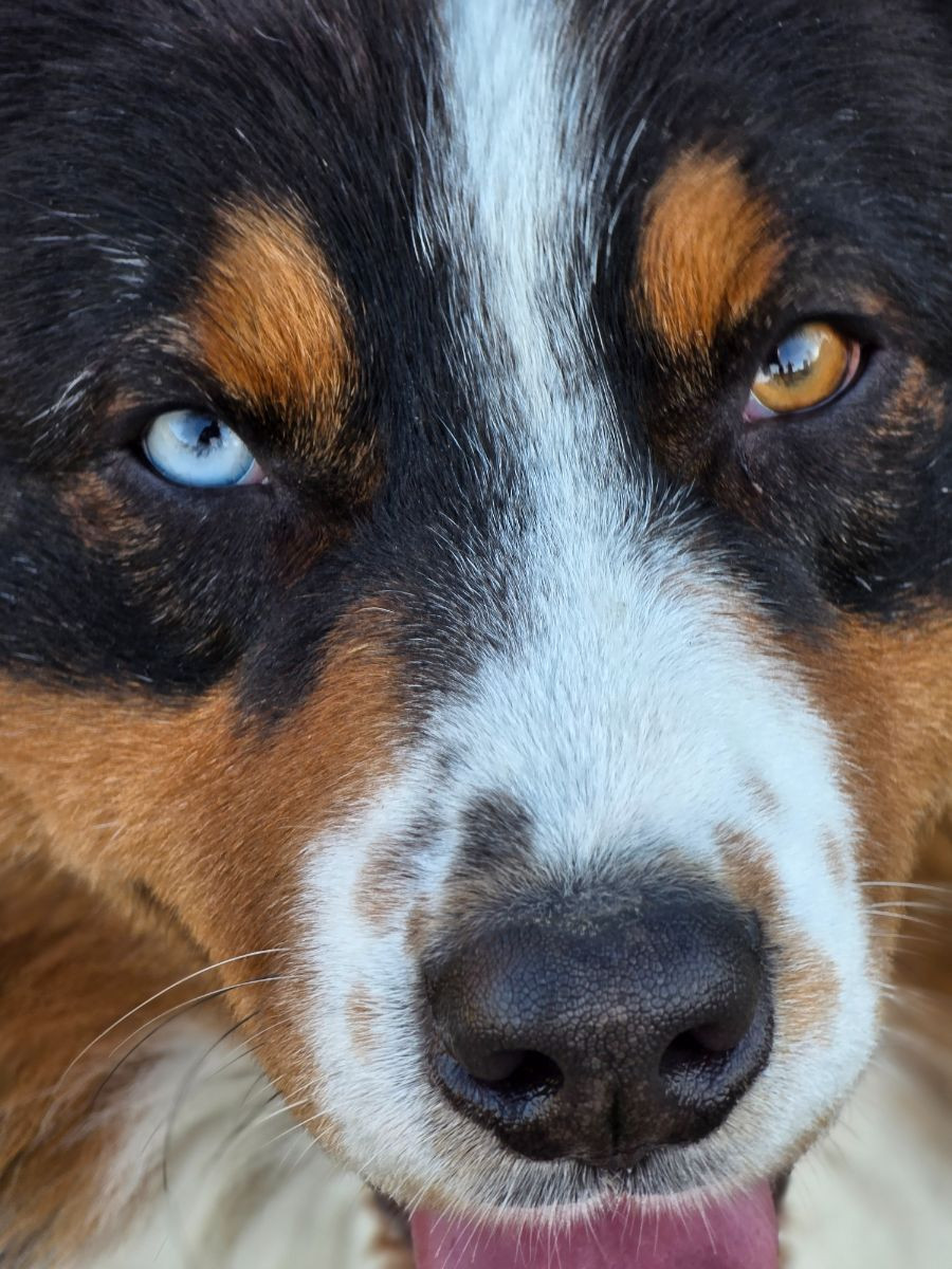 Aussie Bio Gård