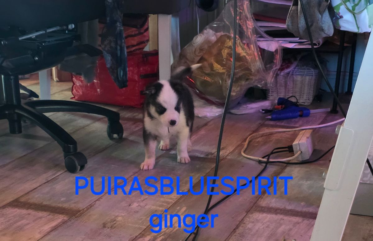 Puirasbluespirit