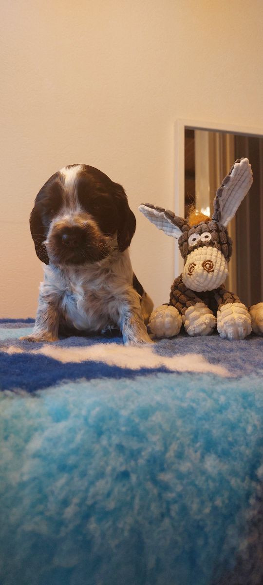Cocker Spaniel