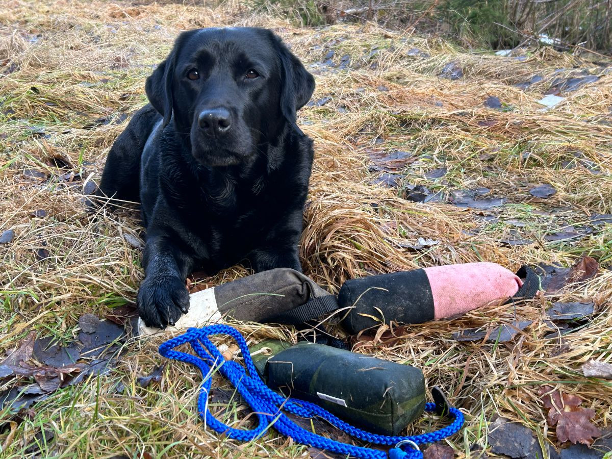 SE VCH Glenrose Careless Whisper