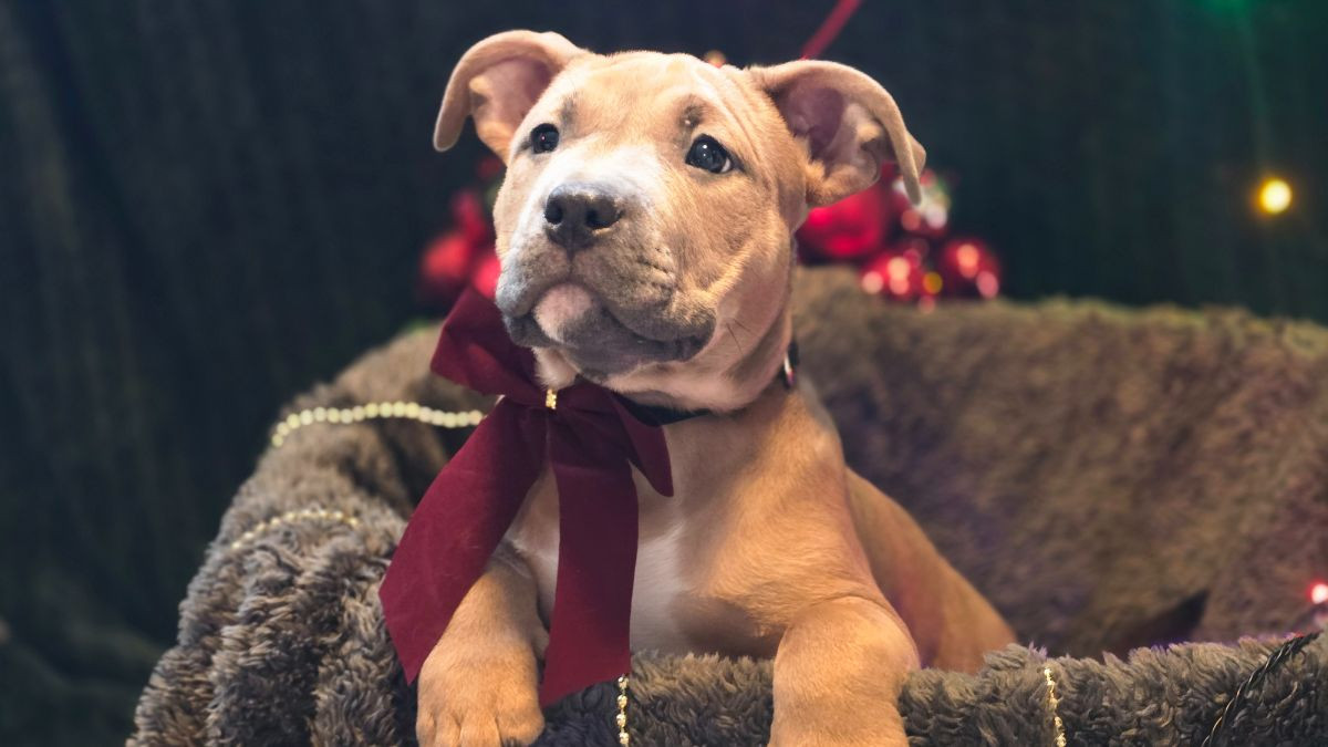 American Bully · 2025-09-09 · Värnamo · Stephanie T.