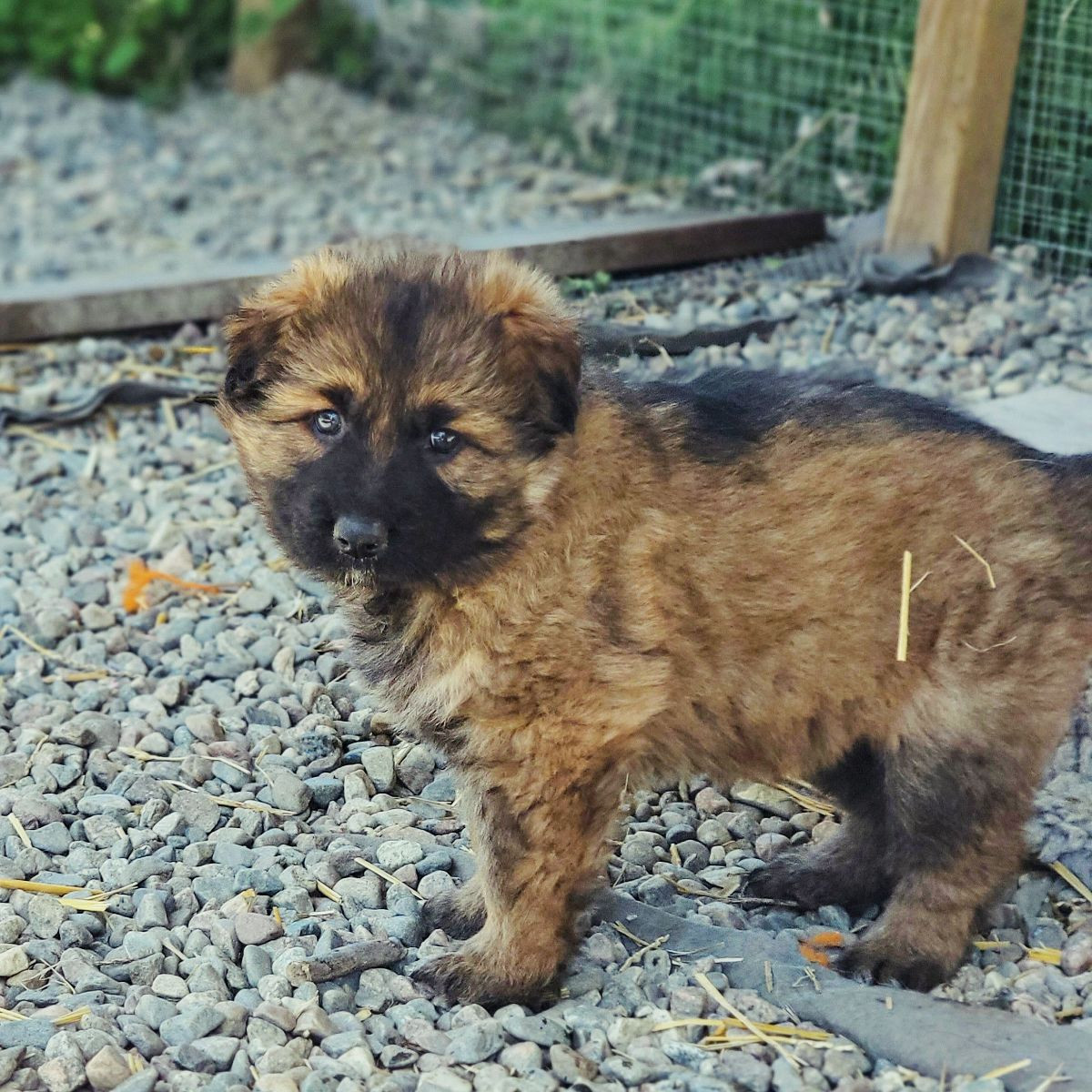 German Shepherd Dog