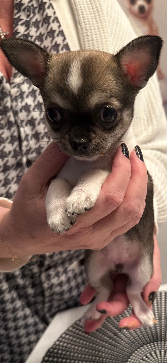 Mini chipette