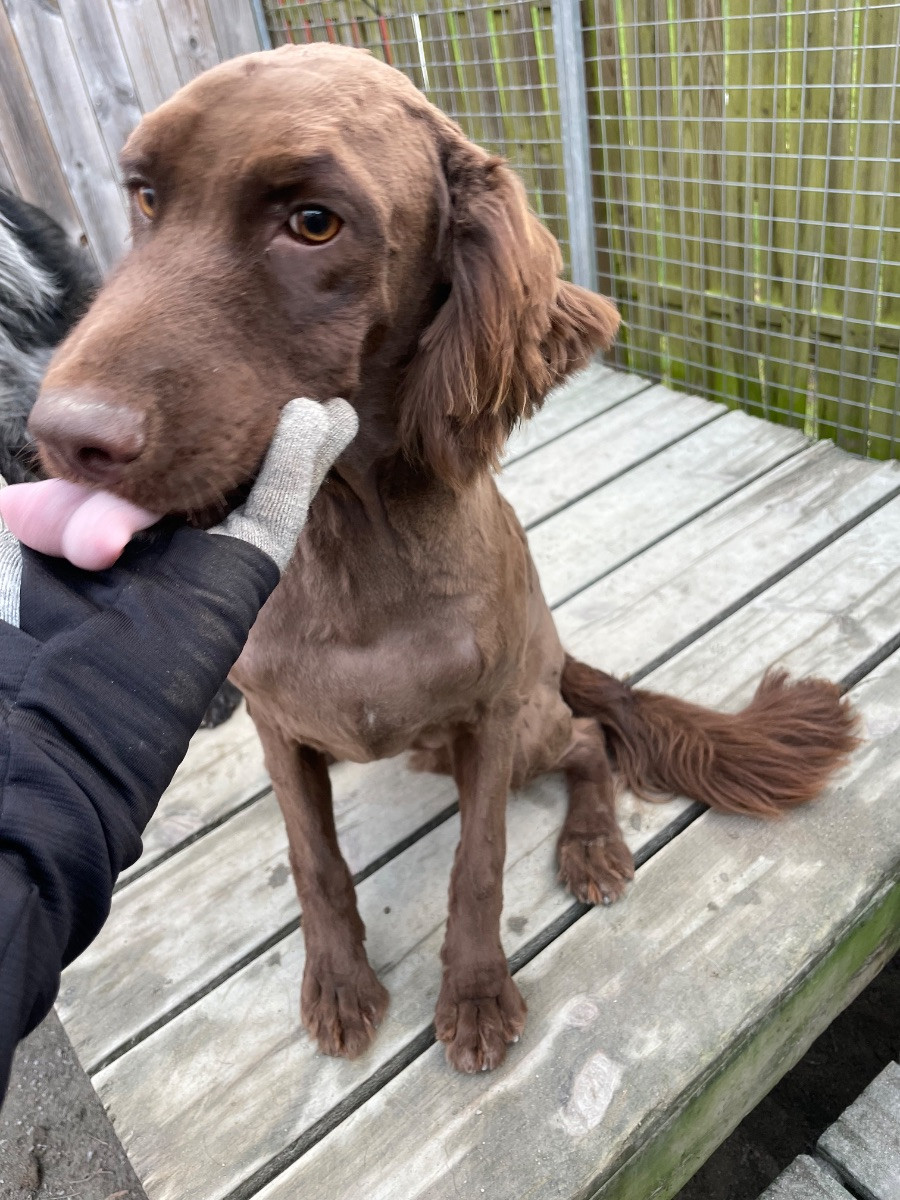 Wachtel gråhund