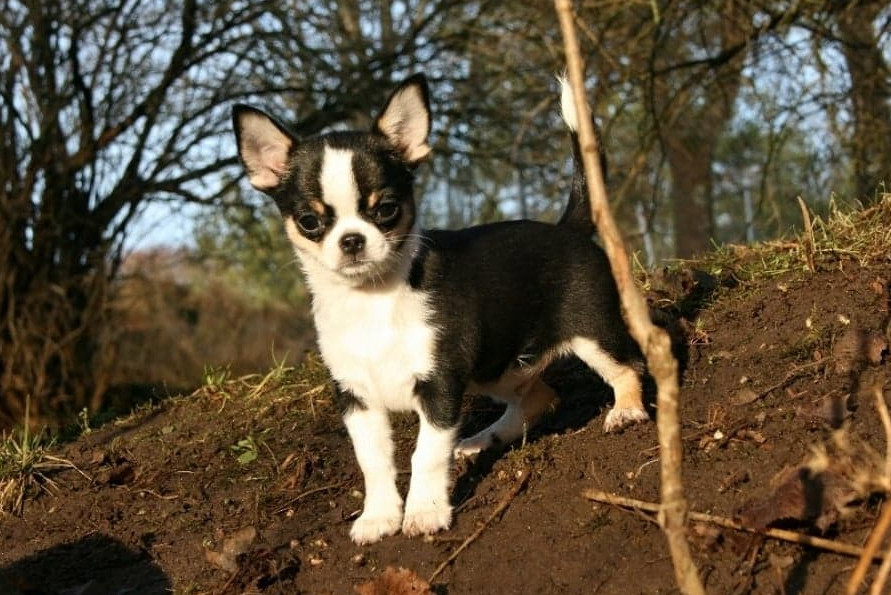 Millieen's kennel