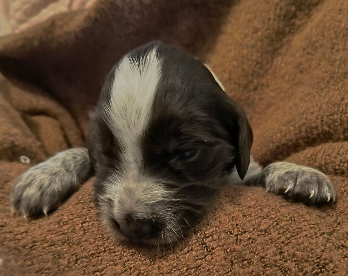 Kleine Münsterländer