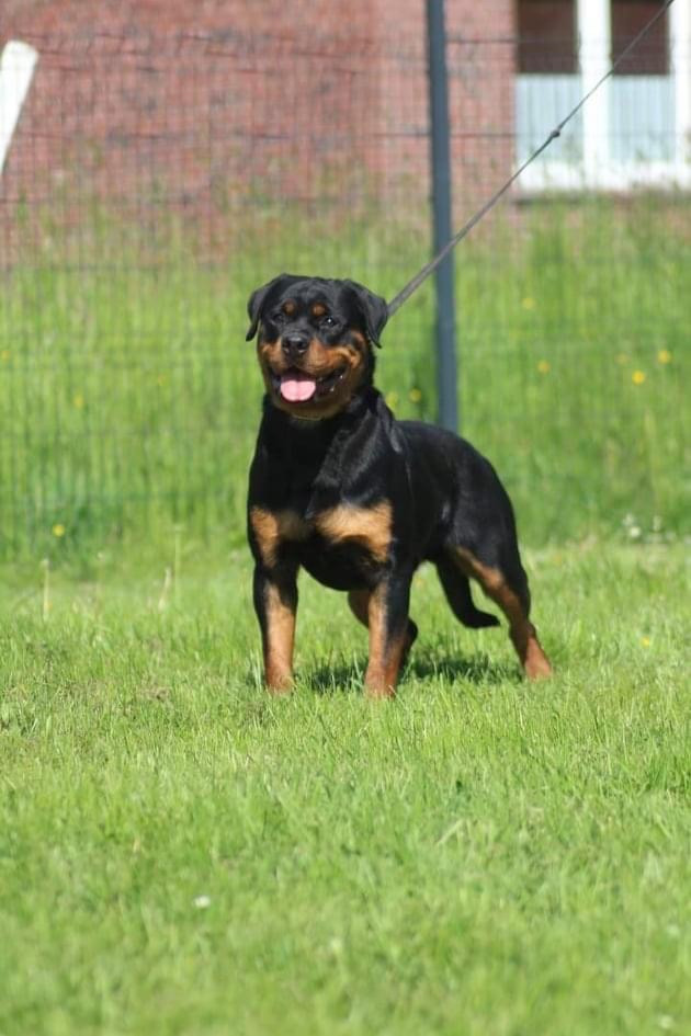 Magic North Rott