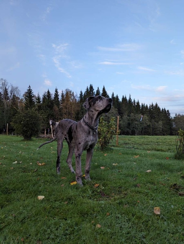 Great Dane (Grand danois)