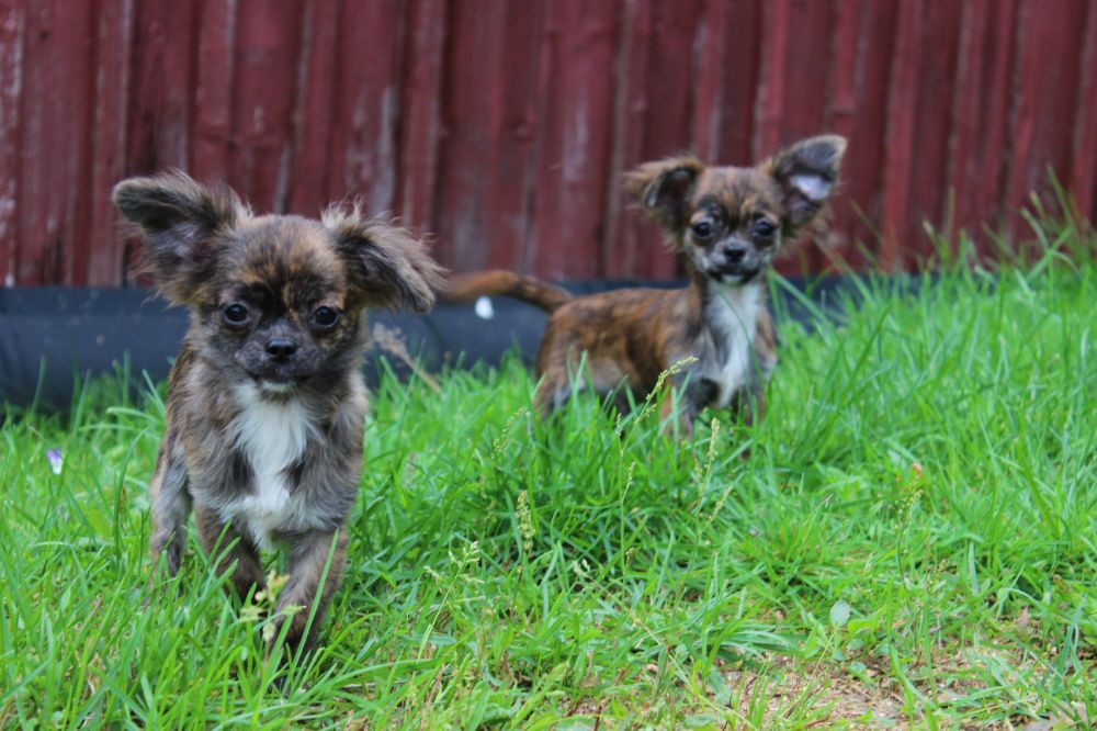 Chihuahua