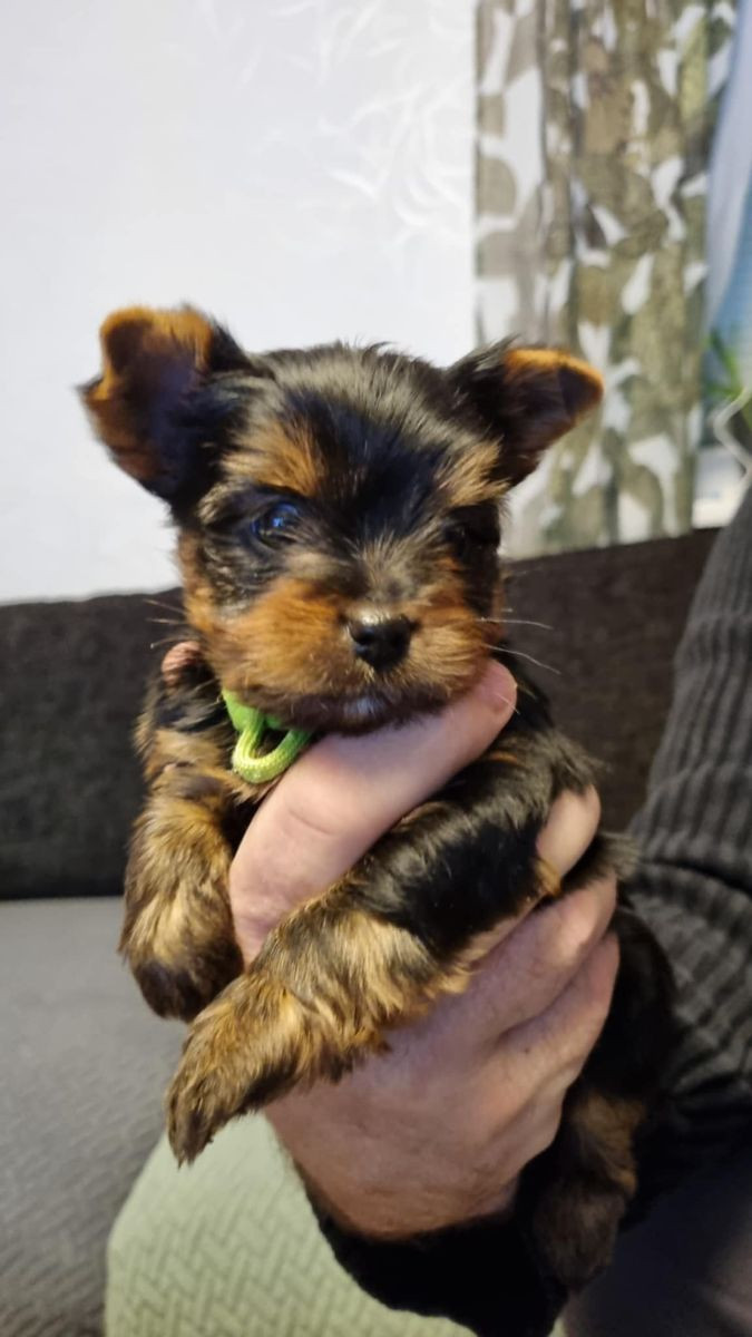 Yorkshire Terrier