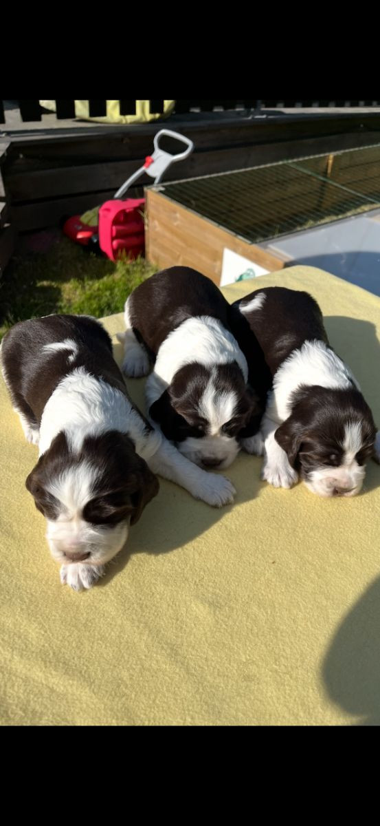 Passion Spaniels