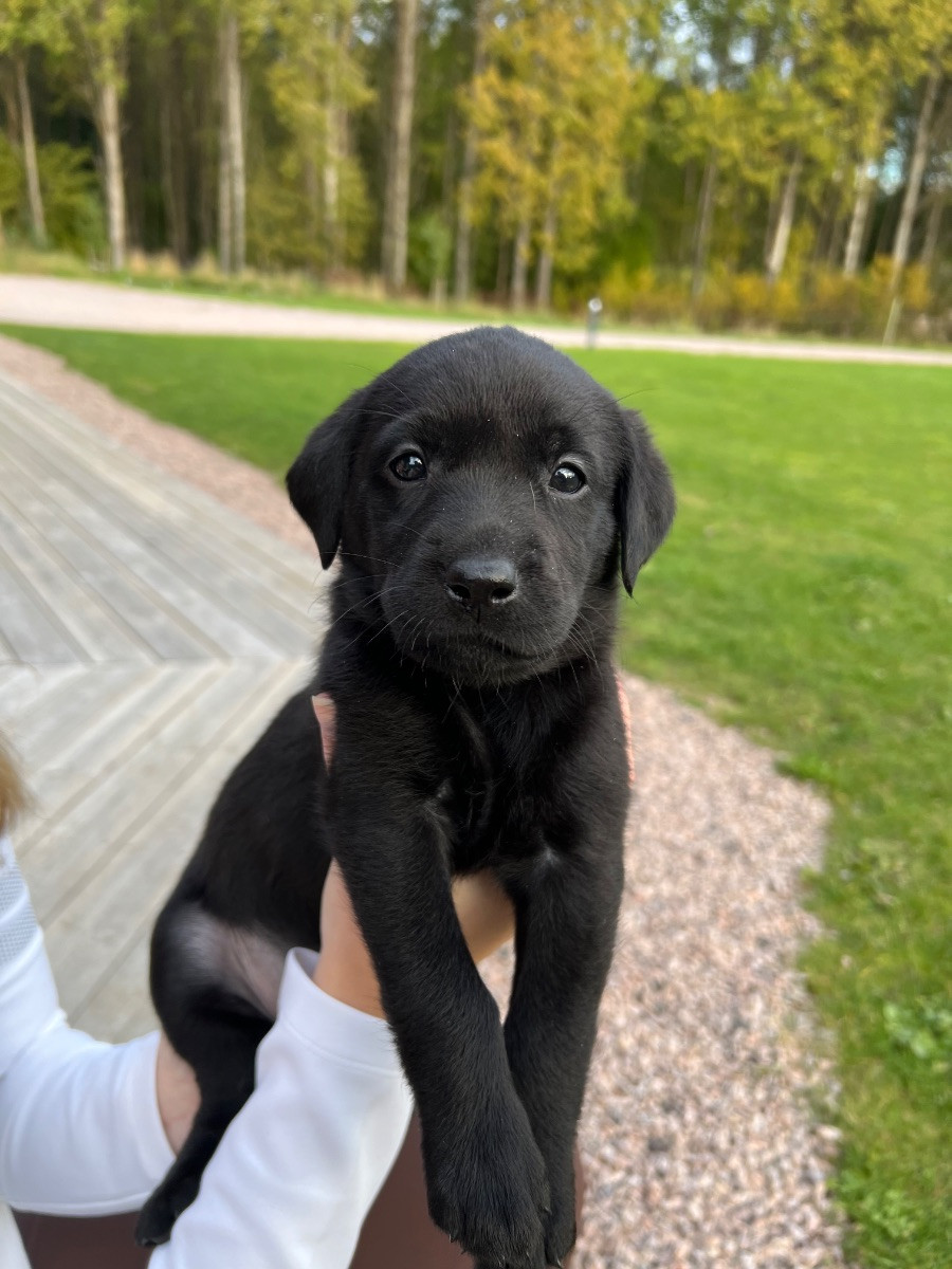 Källerydsstugans kennel