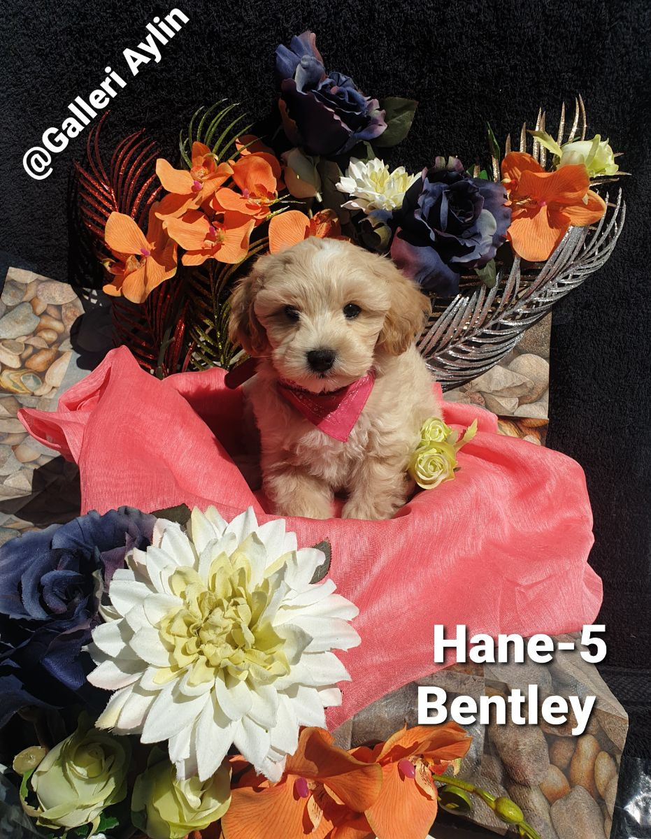 Maltipoo