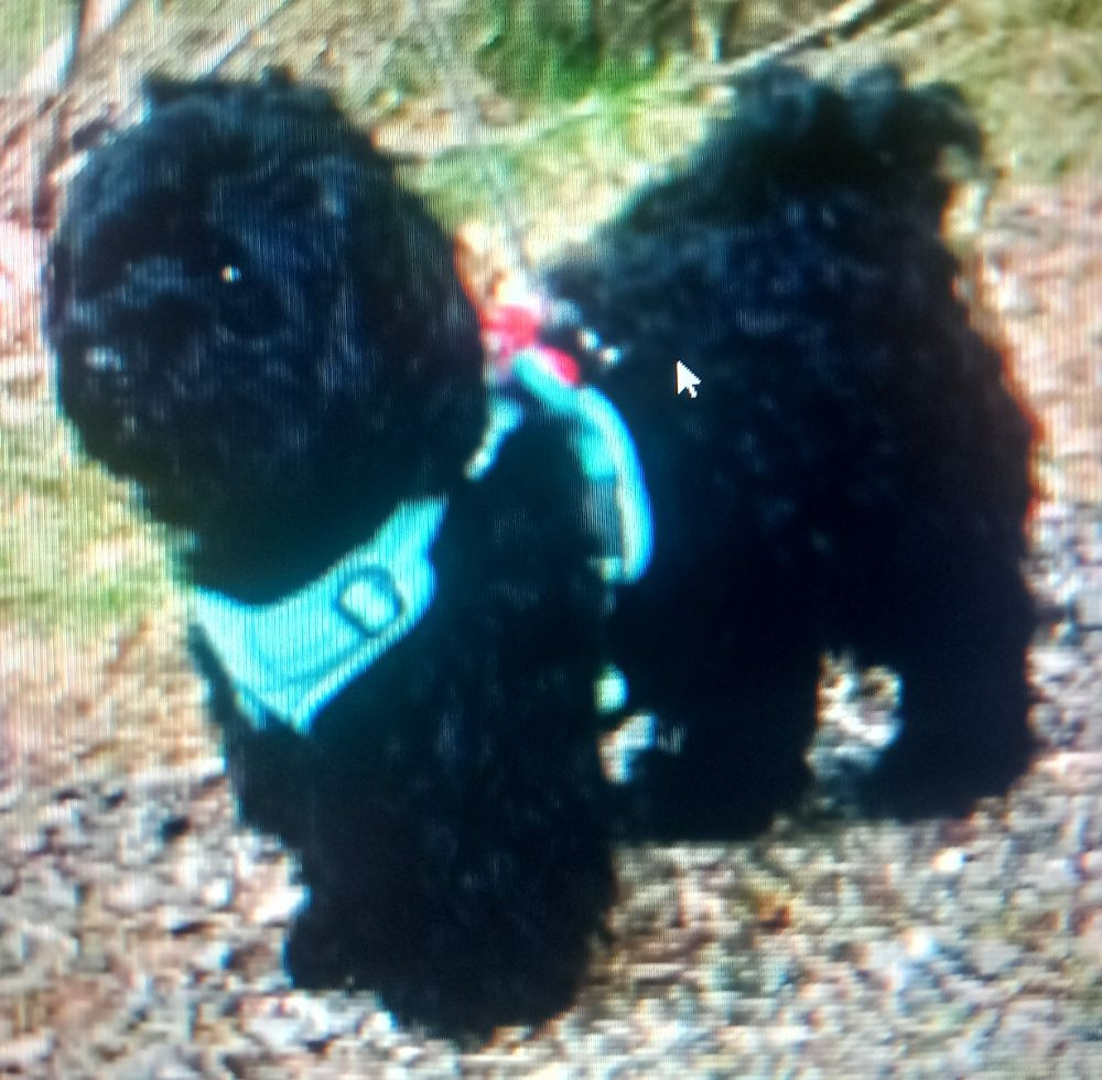 Havanese