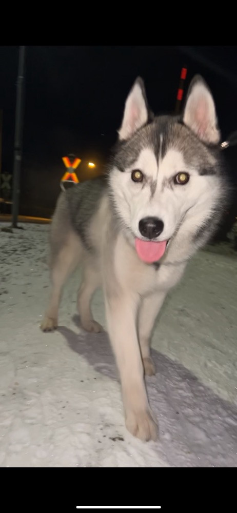 Balto