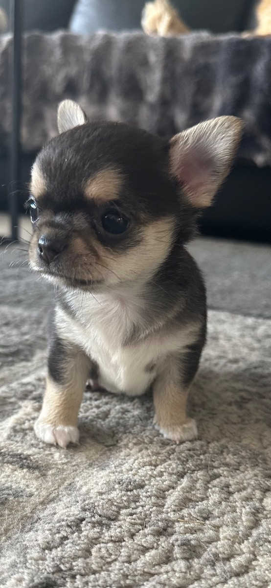 Mini chipette