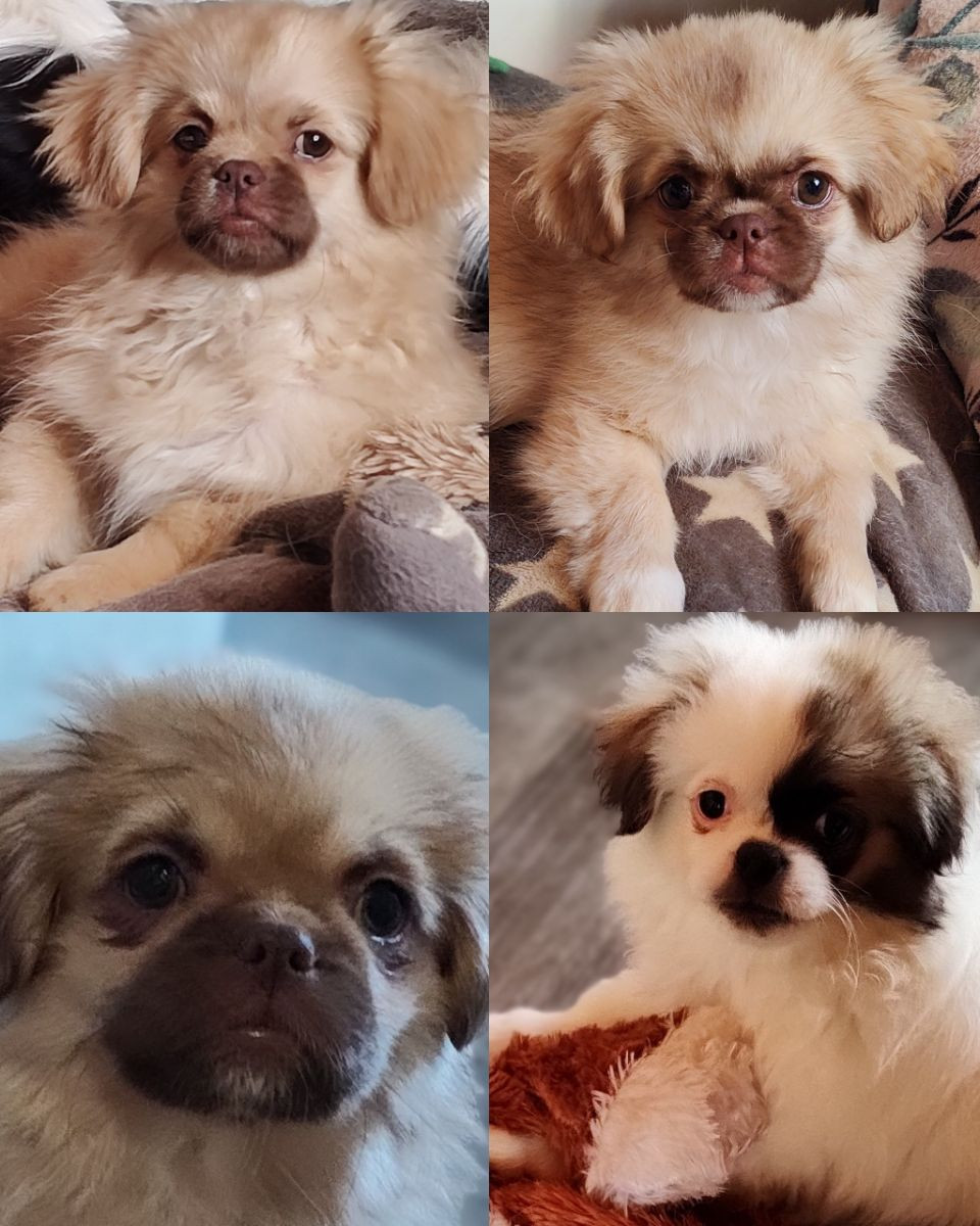Tibetansk spaniel