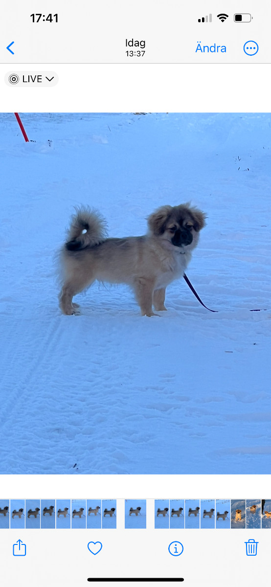 Tibetan Spaniel