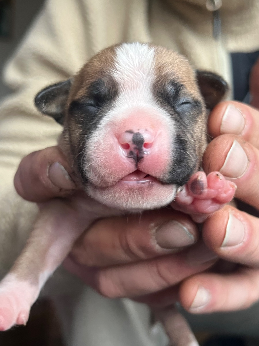 American Staffordshire Terrier