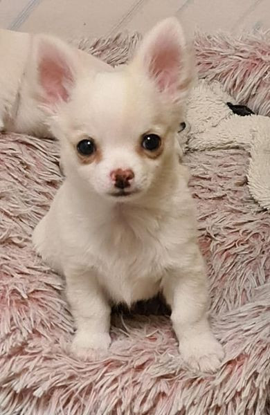Paulas chihuahuaor