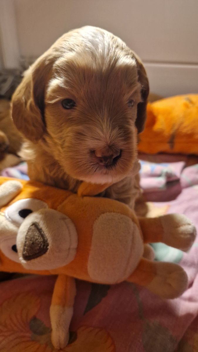 Lyckornaslabradoodle