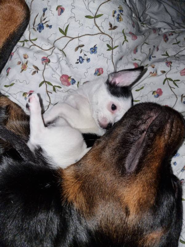 Millieen's kennel
