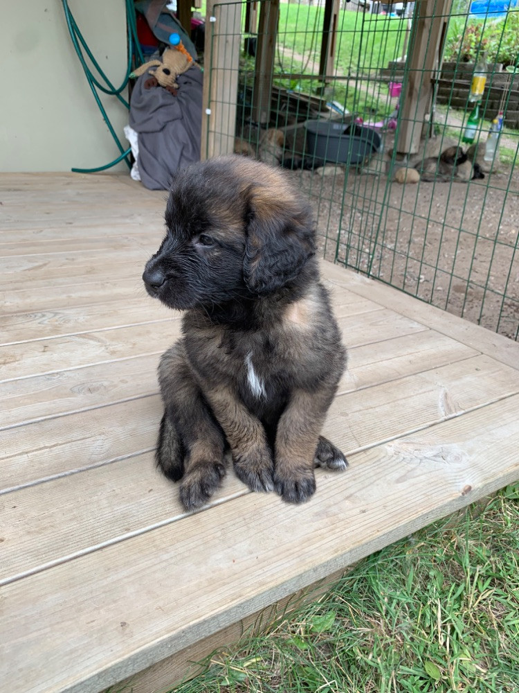 Leonberger