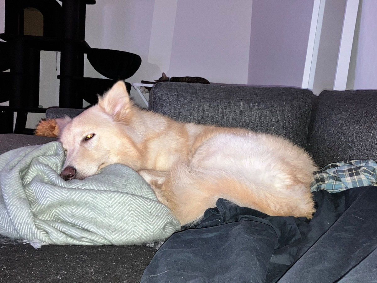 Schäfer och Alaskan Malamute · 2025-01-21 · Linghem · Vanessa R.